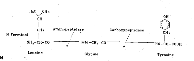 888_Trypsin.png