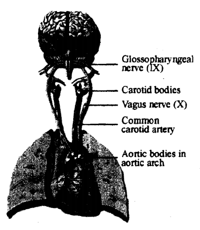 891_Chemical Control of Respiration.png