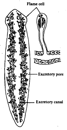 905_Protonephridia - Excretion.png