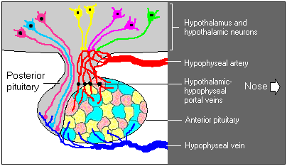 909_hypothalamus.png