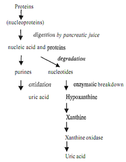 916_Define the Role of Protein and Purines.png