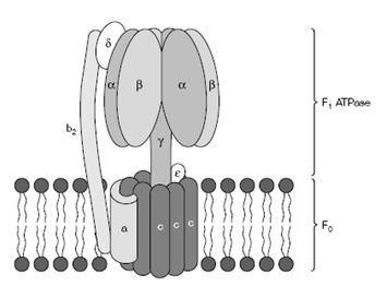 918_ATP synthase as a rotatory engine1.png