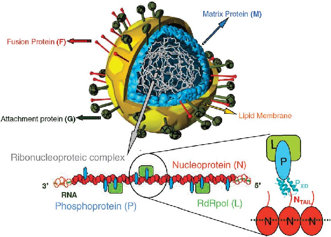 918_Virus proteins.png