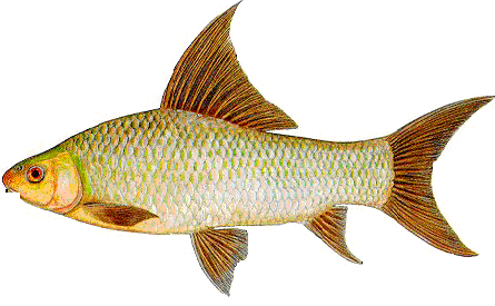 921_fish.png