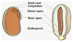 929_cotyledon.png