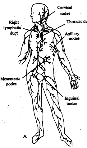 940_Lymphatic System - Circulation.png