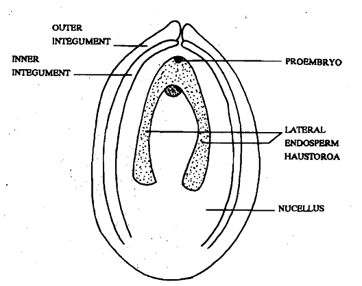 960_Endosperm with Lateral Haustoria.png