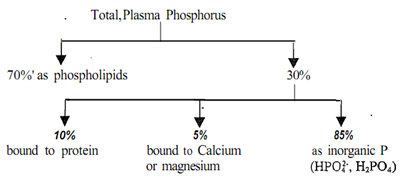 962_Define Phosphorous distribution in plasma.png
