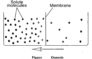 982_What is Osmotic Pressure.png