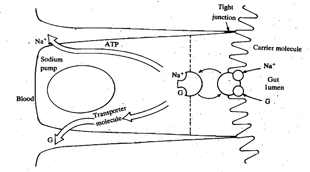 985_Absorption of Glucose.png