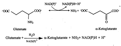 994_Glutamate dehydrogenase.png