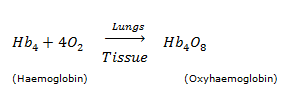 Formation of oxyhaemoglobin in lungs